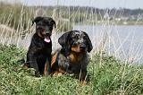 BEAUCERON - ADULTS and PUPPIES 031